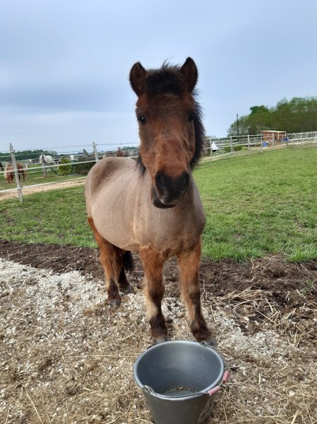Association Adeline'Horse Du Roc Des Vignes - photo 1