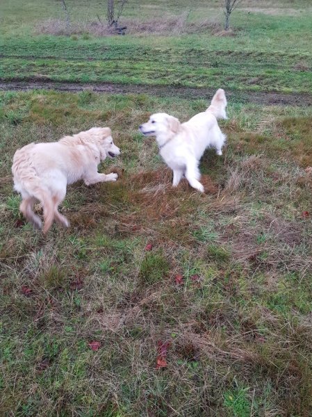 Pension des Trois Chênes - photo 3