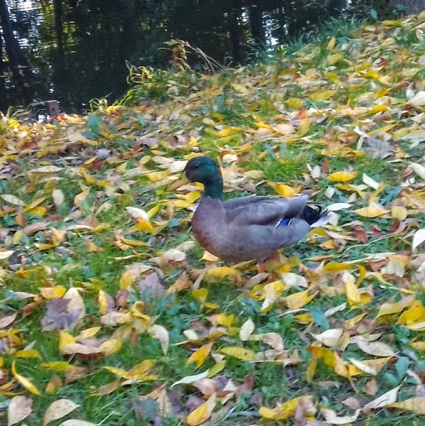 Haras des Loges - photo 1