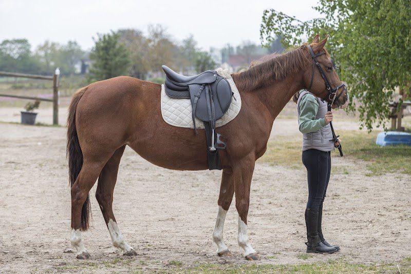 Poney Club des 5 Arpents - photo 3