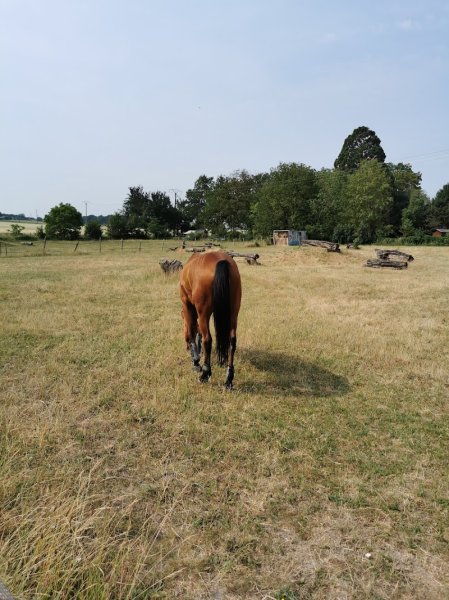 Association Equestre Les Poneys - photo 2