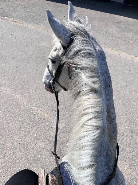 Les Ecuries des Parcs - photo 2