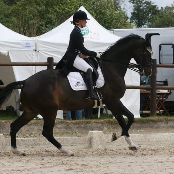 Écurie Hanras - photo 2