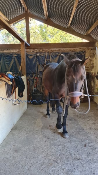 Ecurie de la Ferme de Beaurose - photo 2