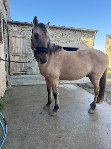 Ecurie O'Way - Comportementaliste équin - photo 2