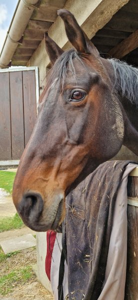 Les écuries de Ste Gen - photo 1