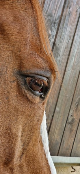 Les écuries de Ste Gen - photo 2