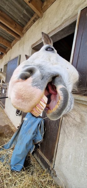 Les écuries de Ste Gen - photo 3