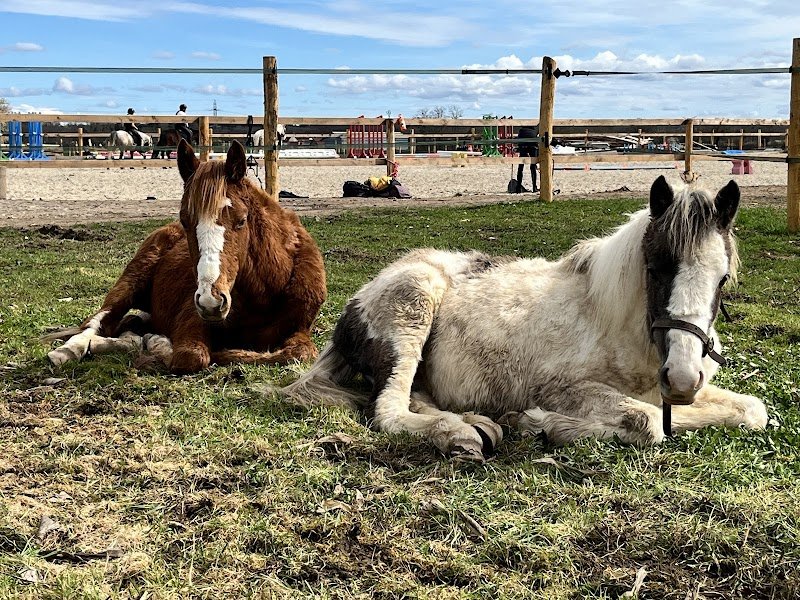Centre équestre Domaine du val - photo 2