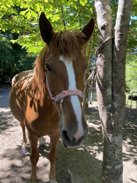Centre Équestre l'Attrape Rêve - photo 3