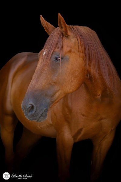 Pension pour chevaux Cosmetane - photo 1