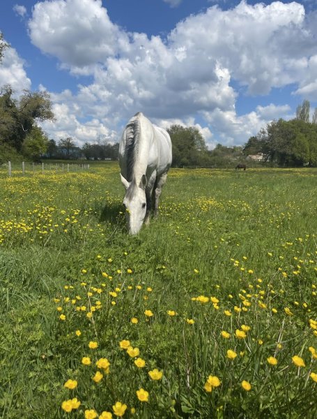 Pension pour chevaux Cosmetane - photo 2