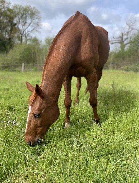 Pension pour chevaux Cosmetane - photo 3