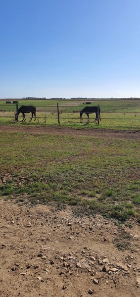 Écurie de Llanura - photo 3