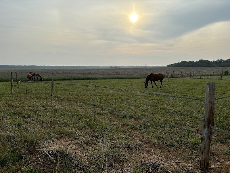 Écurie Élevage des Arbus - photo 3