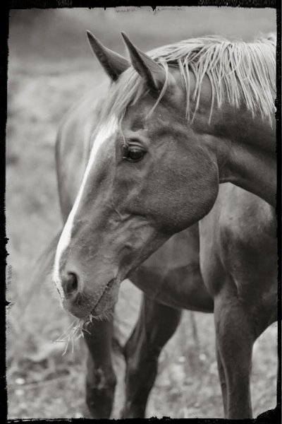 Les Écuries d'Azur - photo 1