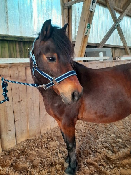 Centre équestre de Montigny - photo 2