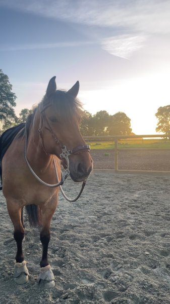 L’Ecurie du Moulinet - photo 2