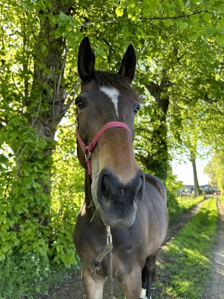 L’Ecurie du Moulinet - photo 3