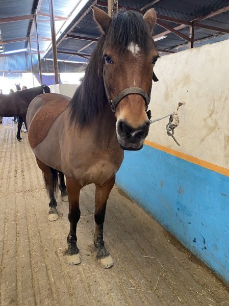Ecurie Chauville Equestre