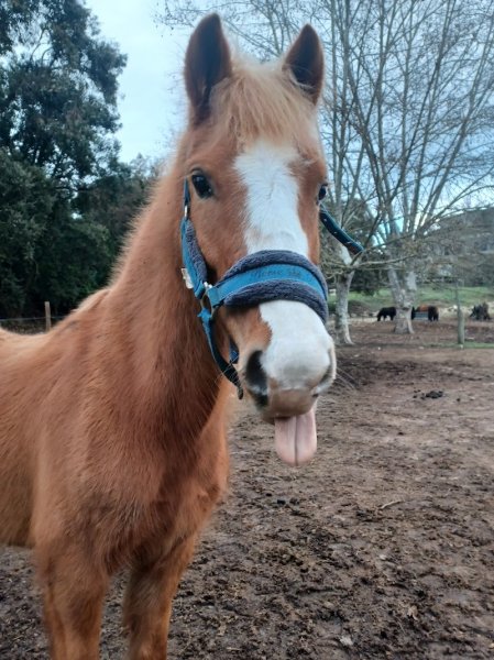 Centre équestre de Porticcio - Centru equestru di Purtichju - photo 3