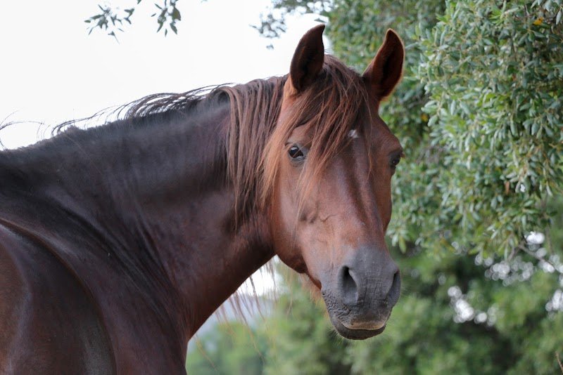 Fior di Lezza Ferme Equestre Balades et baignades à cheval en Corse - Cupabia et Sartène - photo 1
