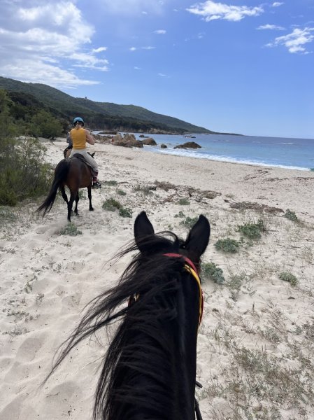 Fior di Lezza Ferme Equestre Balades et baignades à cheval en Corse - Cupabia et Sartène - photo 2