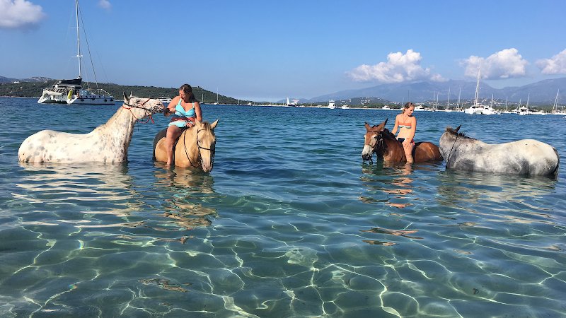 Country Horse - photo 1