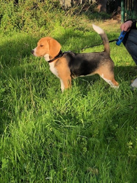 Pension de Lecci - photo 1