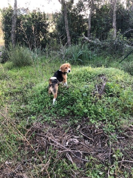 Pension de Lecci - photo 3