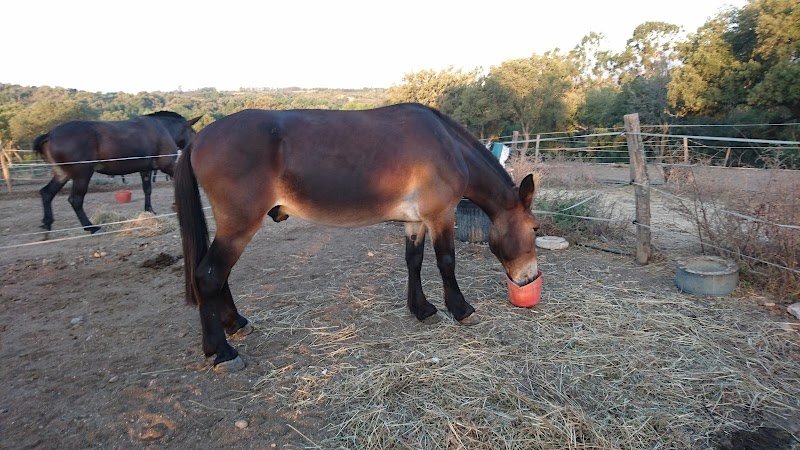 Écurie U Baladinu - Scuderia U Baladinu - photo 2