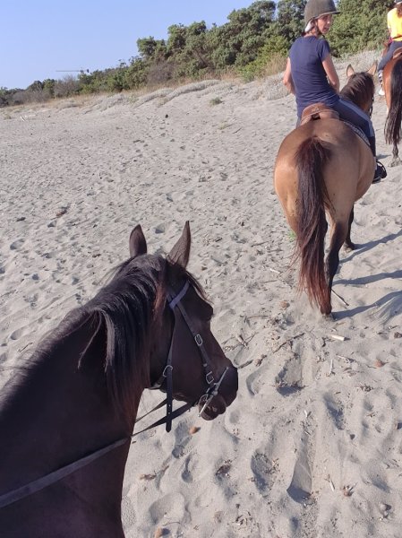 Centre equestre du domaine d'anghione - photo 2