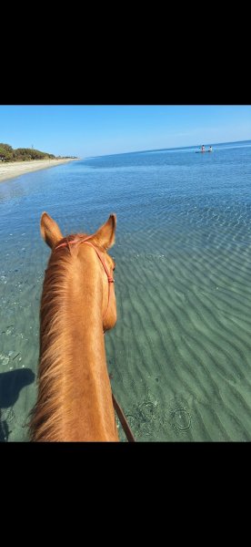 Ranch Tavagn'A Cavallu balade et baignade à cheval en corse