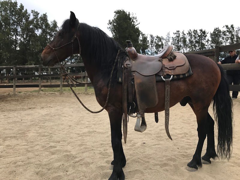 Raffo Jerome Les écuries d’Occi