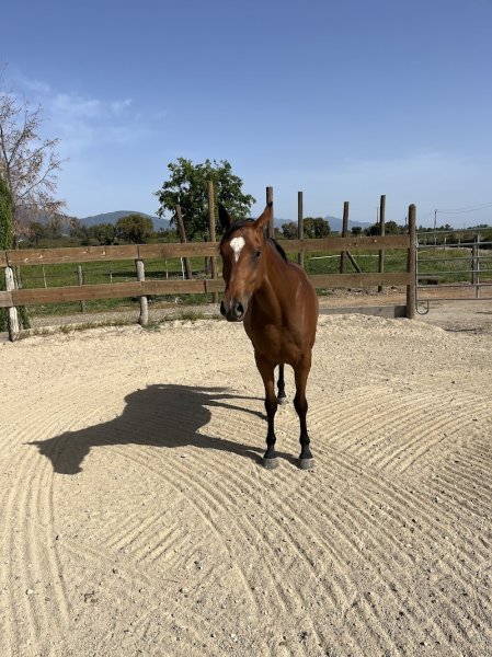 Raffo Jerome Les écuries d’Occi - photo 3
