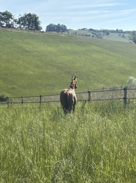 Haras de l'esperanza by Manon Delcroix EI - photo 2