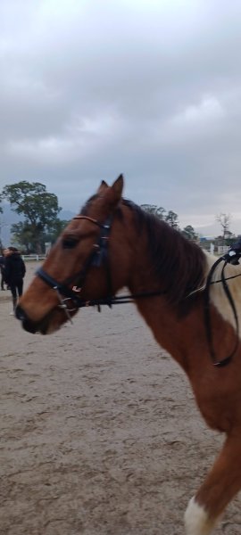 Centre Équestre Canale di Melo - Centru Equestru Canale di Melo - photo 2