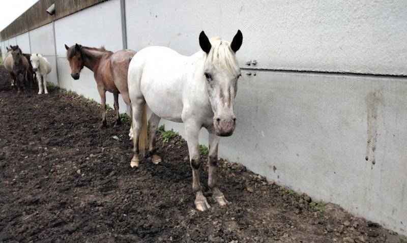 Ecuries du Mont - photo 3