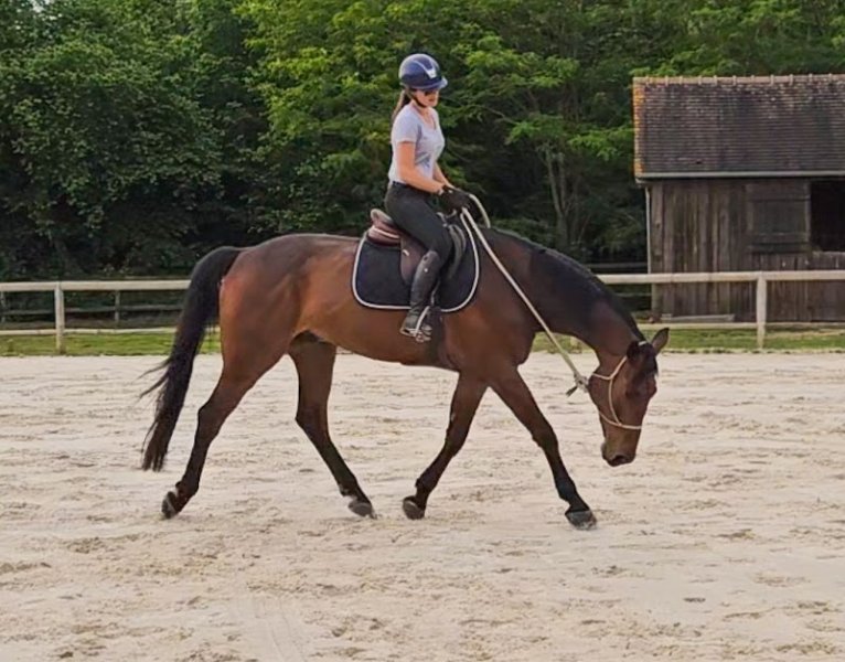 Ecurie d'Orion JFD - photo 3