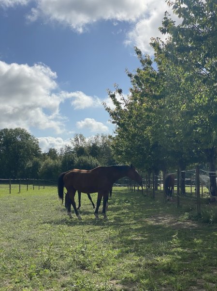 Les écuries de Gerzay - photo 2