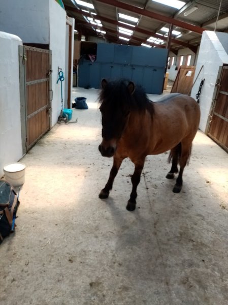 Poney Club la Marfee