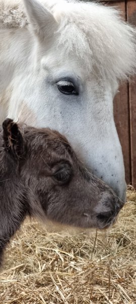Ecurie A2L - photo 3