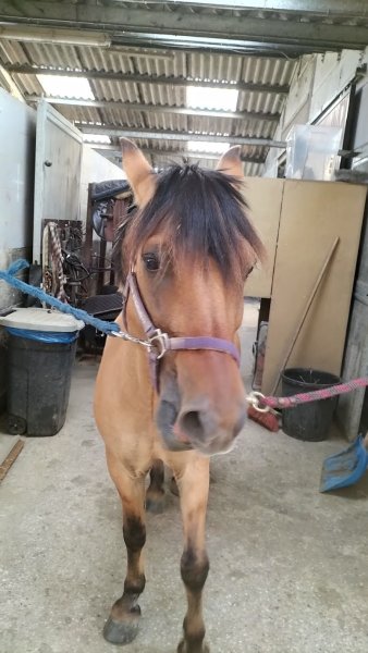 Haras de L'Otri - photo 3