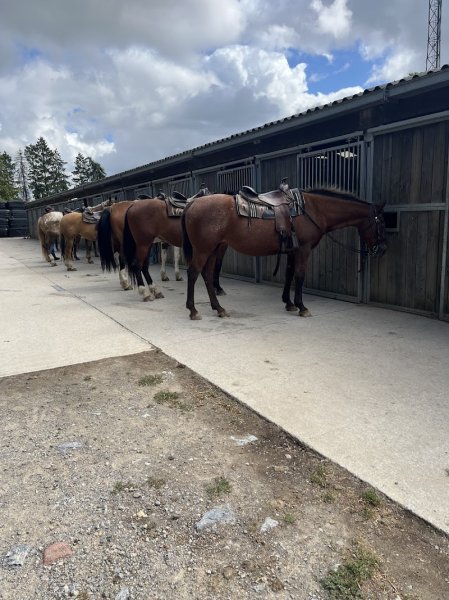Cercle équestre belle vue - photo 3