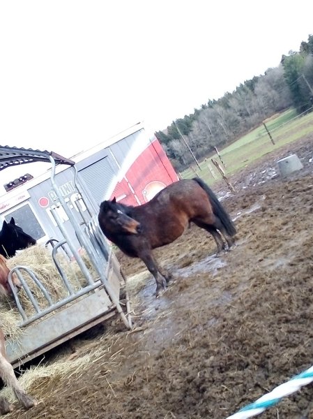 Club Equestre Du Moulin - photo 2