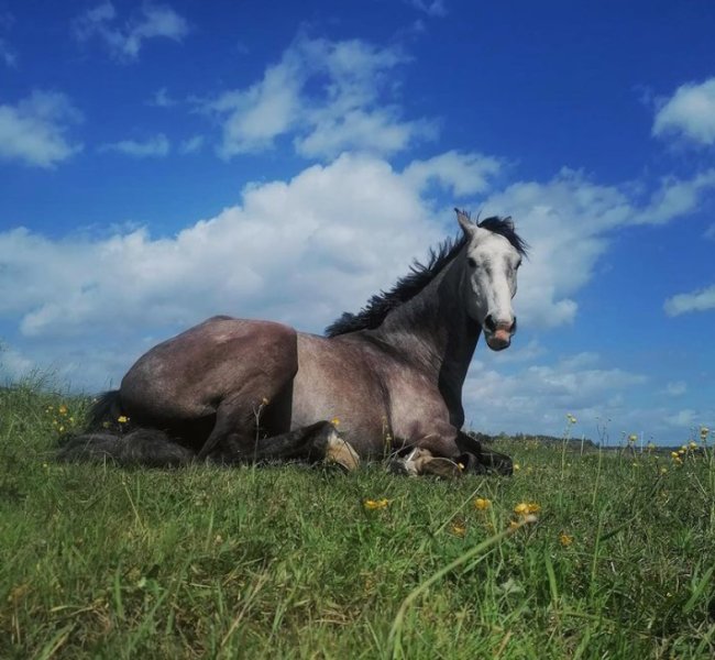 Ecurie Equino - photo 2