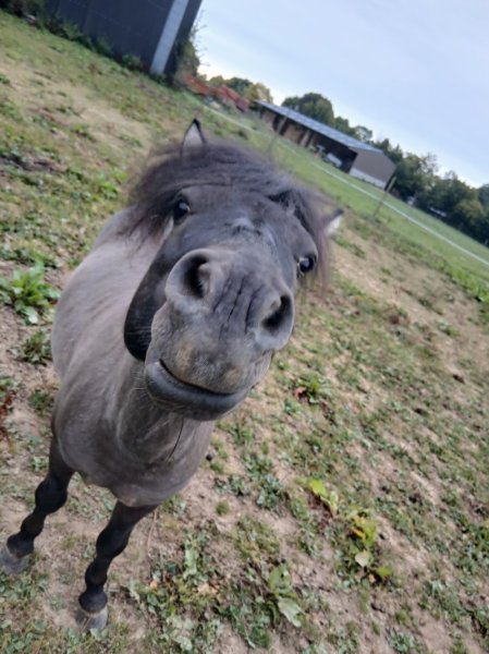 LES ECURIES DU TAILLIS - photo 1