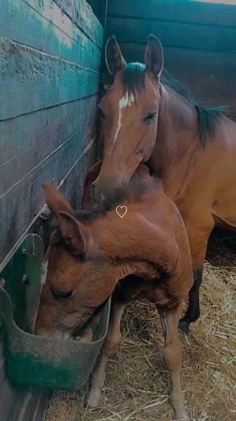 Les Ecuries des Tilleuls - photo 3