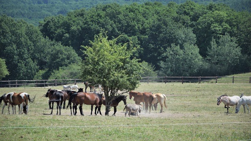 100 CHEVAUX SUR L'HERBE - photo 1