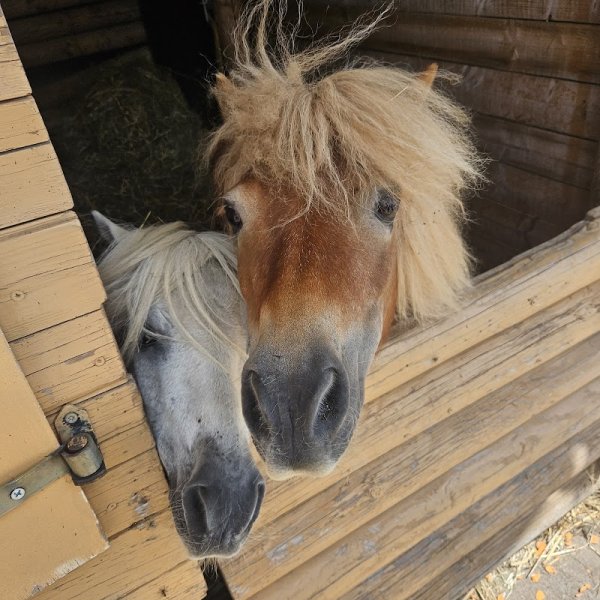 100 CHEVAUX SUR L'HERBE - photo 2